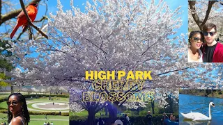High Park Cherry Blossoms Spring 2022