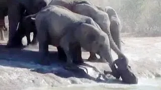 Herd Of Elephants Rescues A Calf - So Beautiful! -  Latest Sightings