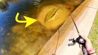 HUGE BASS in CRYSTAL CLEAR WATER!!! (INSANE)