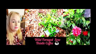 Wild foraged Sow Thistle Coffee | (WILD | FOODS) | EDIBLES | FORAGING | GARDEN