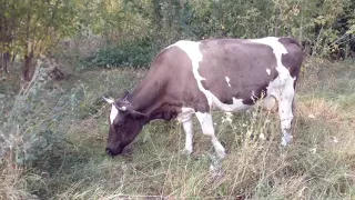 двухразовое доение итог первого дня//на сколько коровы сбавили молока