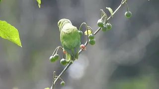 Green rumped parrotlet