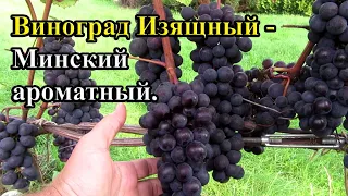 🔴🔴Виноград  Изящный. Минский ароматный. Ранние и ультраранние сорта винограда. Неукрывной виноград.