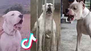 Dogo Argentino are Badass and Cute - Tiktok Compilation!