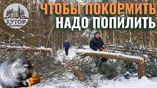 ХУТОР В ЛЕСУ. ИНОГДА ЗАЕХАТЬ ЛЕГЧЕ ЧЕМ ВЫЕХАТЬ.