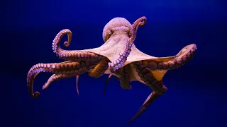 Octopuses : Unveiled  Masters of the Deep