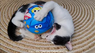 Awesome So Cute Cat! Funny Animals Videos that Make Me Laugh Uncontrollably! Funniest Animals Funny