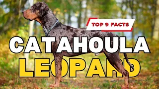 Catahoula Leopard Dog - Quick 9 facts