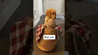 Golden Retriever puppy sitting in a basket with a teddy bear falls over!