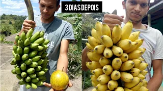 como amadurecer banana em apenas três dias (sem nenhum produto químico)