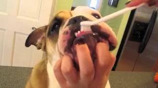 HOW TO CARE FOR A BULLDOG