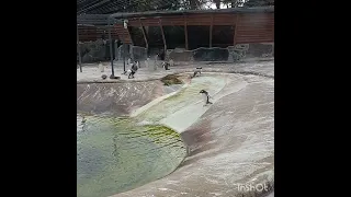 Cute penguin dive 😁😍🐧🐧🐧💓#shorts #shortvideo #cute #funny #viral