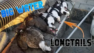 Epic Longtail Duck Hunting Adventure in Saginaw Bay - Layout Hunt!