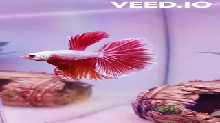 Betta Fish Tank Setup Idea | Small fish tank | Half Moon betta fighter fish