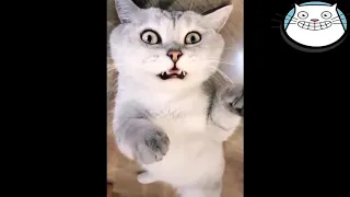 CATS will make you LAUGH YOUR HEAD OFF - Funny CAT compilation - April 2019