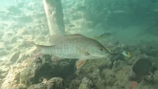 Snorkeling Amwaj Beach Abu Soma XI 2023