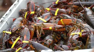 Maine Lobster give away! Maine lobster fishing.