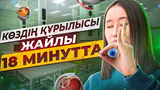 Көздің құрылысы жайлы 18 минутта | ҰБТ Биологиядан 2024 | ЕНТ