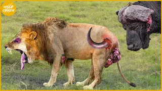 35 Tragic Moments! Painful Lions Are Attacked And Tortured By Africa's Deadliest Preys| Animal Fight