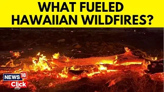Hawaii Wildfire News | Deadly Wildfire Ravages Hawaii | What Caused The Deadly Wildfires? | News