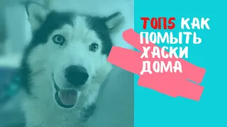 ТОП5 СОВЕТОВ // КАК ПОМЫТЬ ХАСКИ ДОМА?