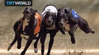 London's last dog track is closing down