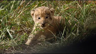 The Lion Cubs Appear! (Nharu Pride)