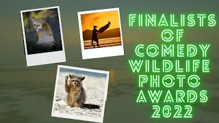 FINALISTS OF THE COMEDY WILDLIFE PHOTO AWARDS 2022 | MOST FUNNIEST ANIMALS IN THE WORLD!