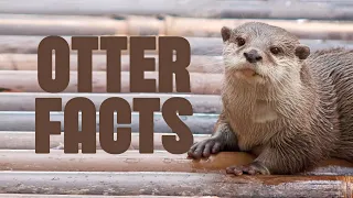 Otter Facts Cuter Than You Think