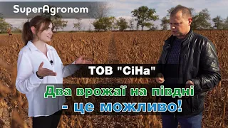 Пожнивна соя — додаткові 30 тис. грн з га/ СуперАгроном