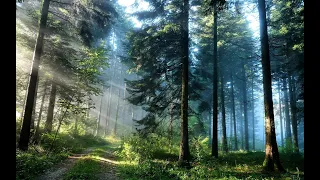 Relaxing Forest Nature Sounds-Soothing Birds Singing-Natural Sound of Water #Relaxation