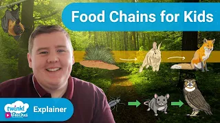 Learning About Food Chains in KS2