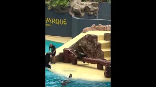 LORO PARK, TENERIFE, SEA LION SHOW 03 #shorts