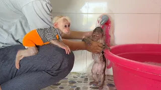 Monkey SinSin returned home in a dirty state and was carefully taken care of by his Dad