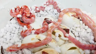 Corn Snakes Hatching! Clutch 2020-71