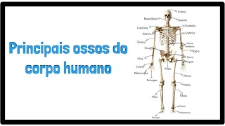 Quais são os principais ossos do corpo humano? | Sistema Esquelético | Anatomia