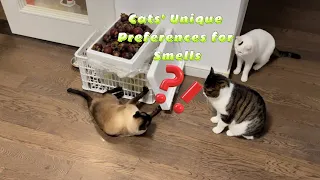 Cats Have Unique Sensitivities to Smells🐱