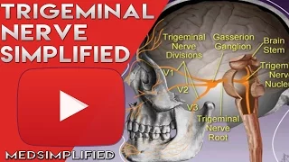 Trigeminal Nerve Anatomy - Cranial Nerve 5 Course and Distribution