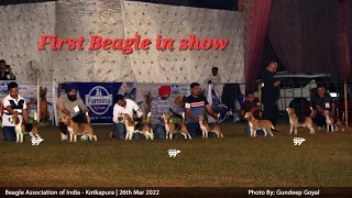 BEAGLE  KOTKAPURA DOG SHOW 🐕