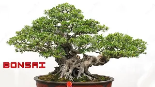 A Bonsai Beauty: Exploring Exquisite Miniature Trees,The Art of Bonsai: Creating Living Masterpieces