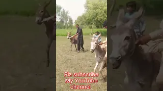 prank with donkey #shorts #shortsfeed #youtubeshorts #2023#animal #donkey