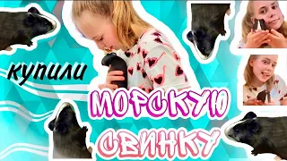 КУПИЛА МОРСКУЮ СВИНКУ-ВЛОГ/BOUGHT THE MARINE PIG-Vlog