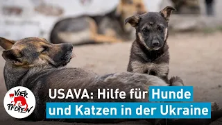 Hilfe für Hunde und Katzen in der Ukraine | VIER PFOTEN