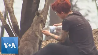Woman Pours Water on Burned Hands of Kangaroo in Australia Wildfire