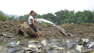 Amazing fishing - Using pumps, pumping water outside the natural lake, Catching a lot of fish
