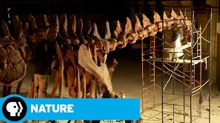 NATURE: RAISING THE DINOSAUR GIANT | Dino Skeleton Timelapse | PBS