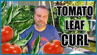 TOMATO LEAF CURL - 3 Causes and What to Do When Your Tomato Leaves are Curling Up.