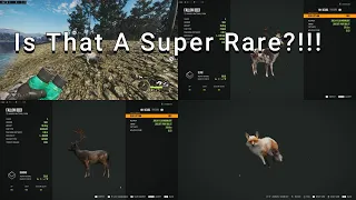 Did I just find a SUPER RARE!!! +more fallow trophies!!