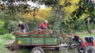 Goat Manure, Compost and Protecting Trees