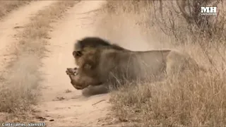 Nkhulu Male Brutally Killing Sand River Pride Cub [ Not For The Sensitive Viewers]